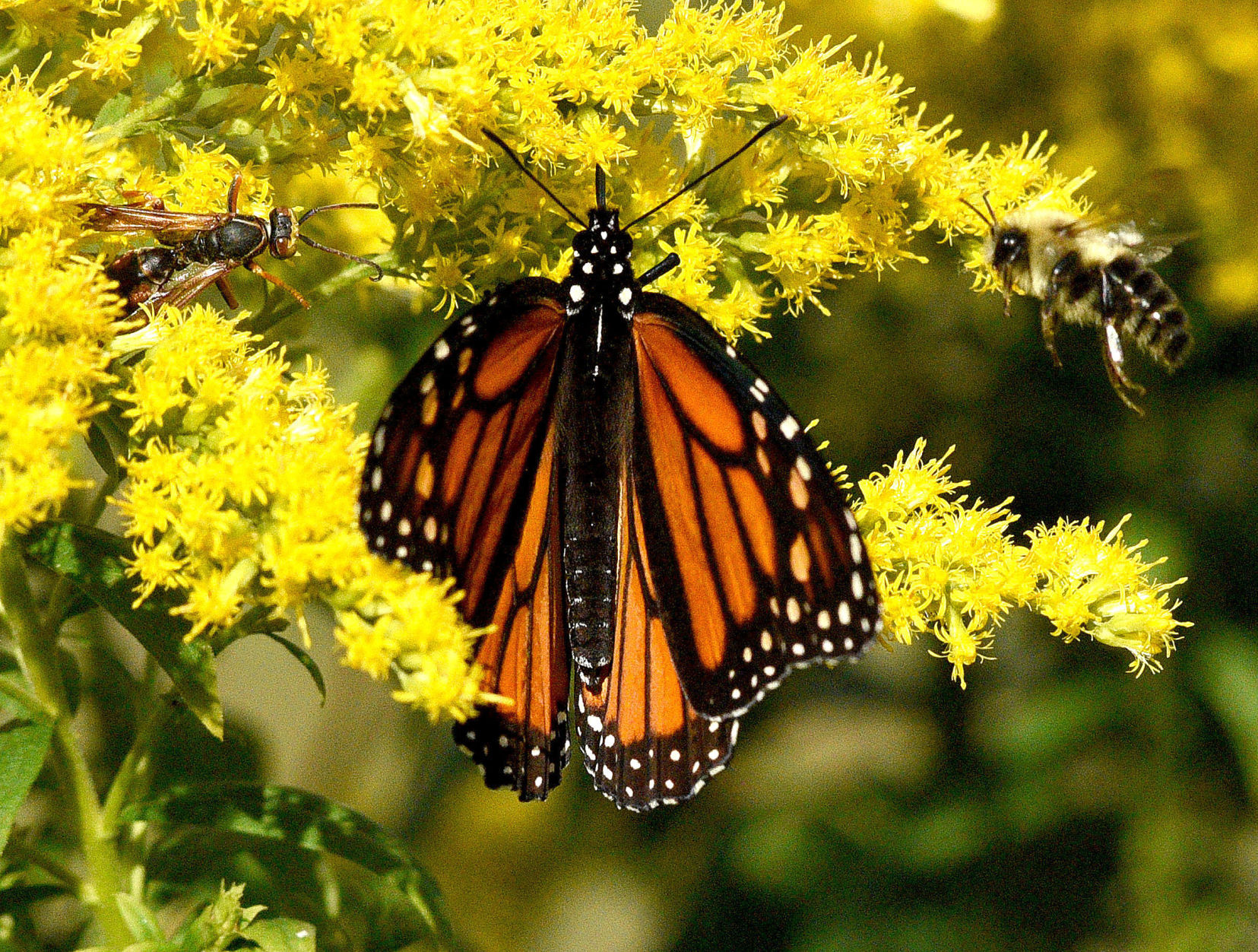 181224-news-picsoftheyear-1010_loc_wild_butterfly_015_1519.jpg